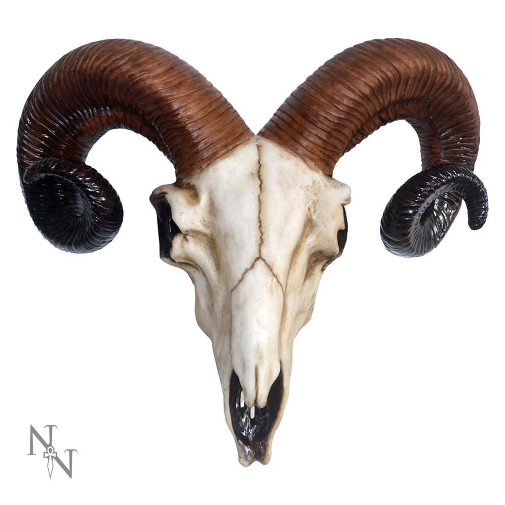 Rams Skull - D1250D5